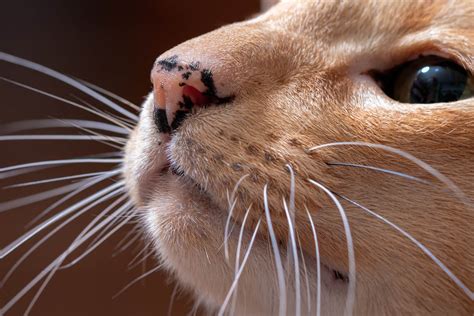 浜松 パワースポット ゲッターズ飯田 〜なぜかそこにいる猫がすべて黒猫なのかを考察する〜