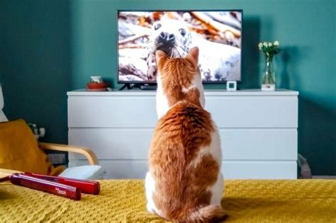 hulu キャンペーンコード: なぜ猫はテレビを見るのが好きなのか？